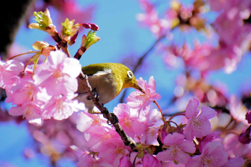 河津サクジロウ　④