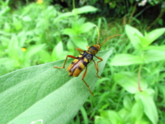 ヨツスジトラカミキリ　２