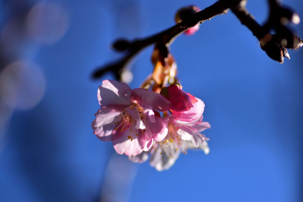 河津桜が二輪だけ咲いた　２
