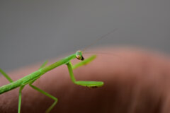 自転車で走行中に虹橋☆爺の腕に現れた　1/2