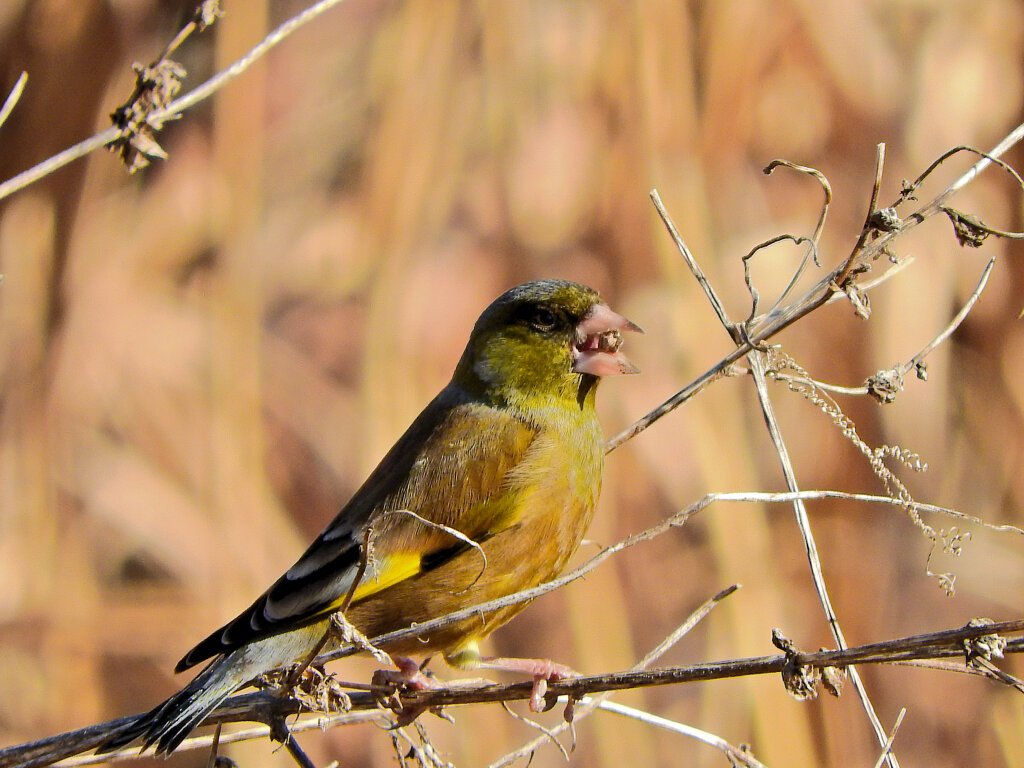 2022年　初鳥・初撮り　カワラヒワ　２