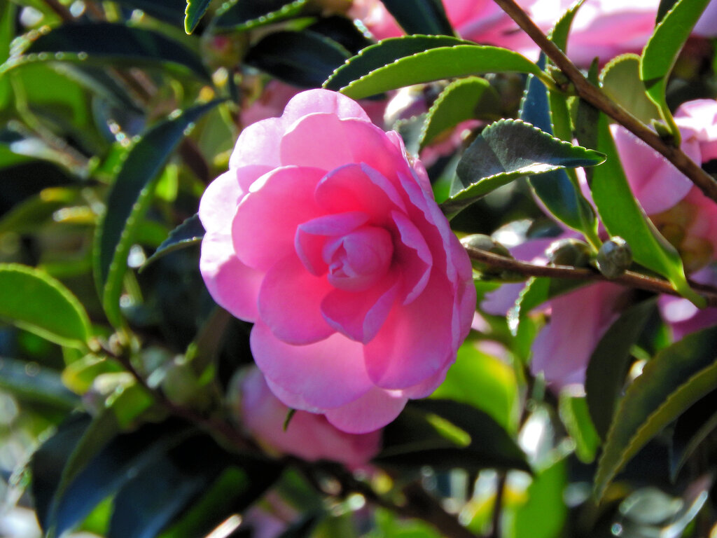 山茶花　３