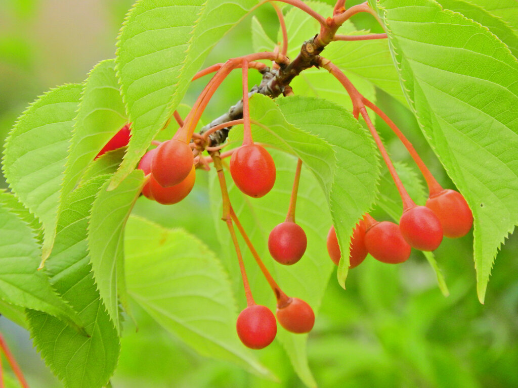 河津桜の実　２