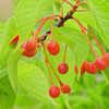 河津桜の実　２