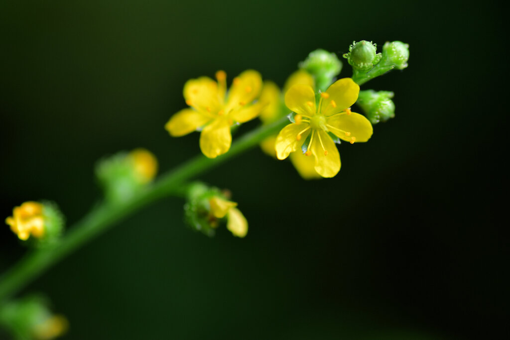 金水引（キンミズヒキ）の花　１