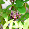 木通 （あけび）の雄花　１