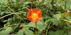 マルバルコウソウ（丸葉縷紅草）　３