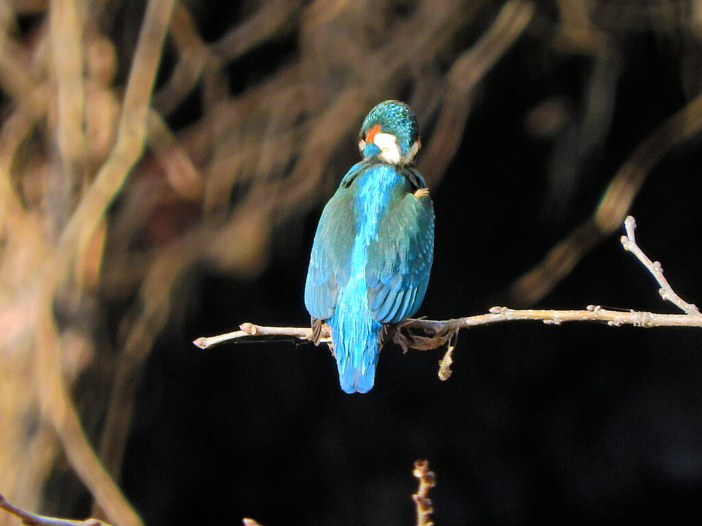矢上川でカワセミちゃん　③
