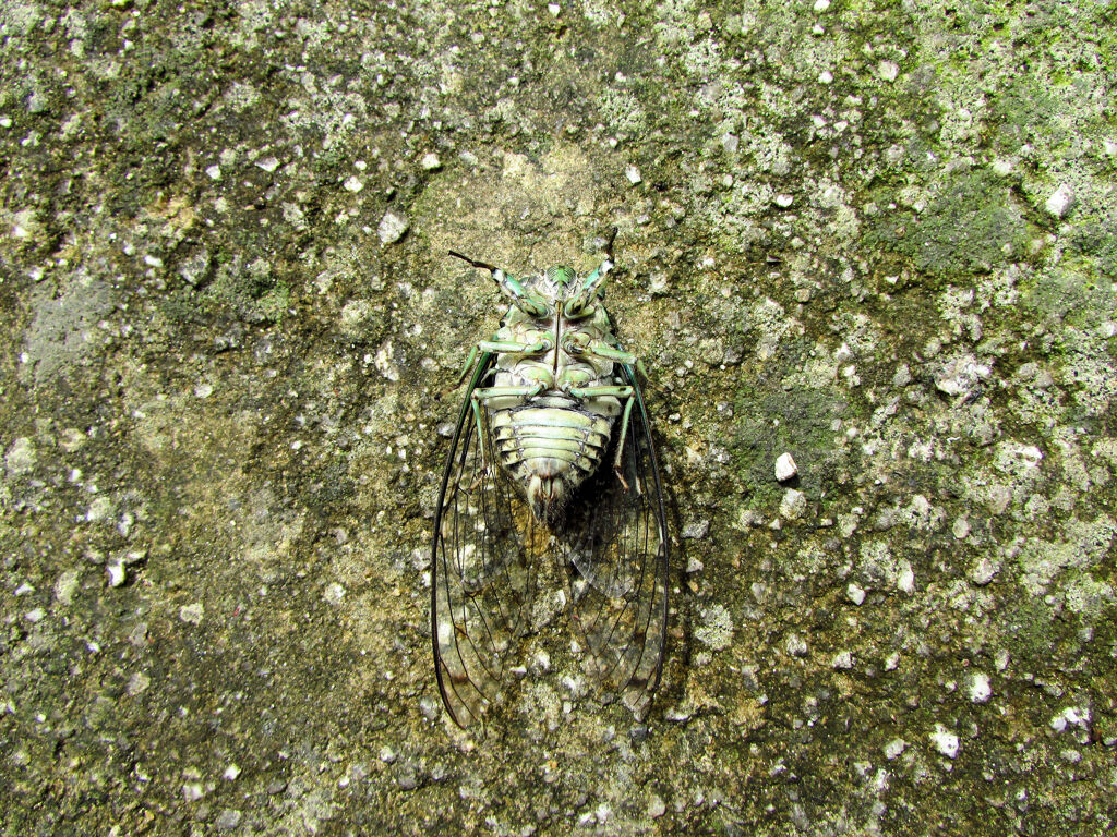 ミンミンゼミ　１