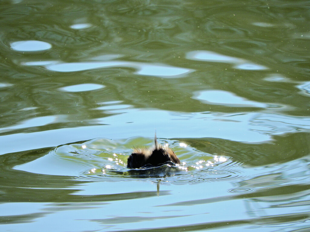 等々力緑地公園・・釣り堀池で　カイツブリ　７