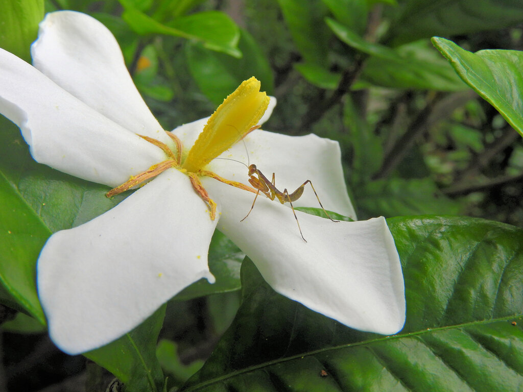 梔子の花に赤ちゃんカマキリ　３