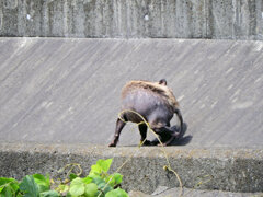 矢上川で野生の狸　２