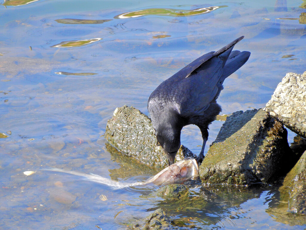 カラスが魚を喰らう　2/2
