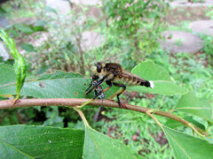 シオヤアブ　捕食中！　１