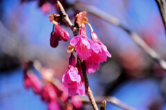 植物　寒緋桜 　（かんひざくら）  緋寒桜　（ひかんざくら）６