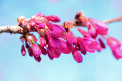 寒緋桜 （かんひざくら）　３