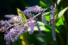 「コルディリネ・ストリクタ」（青ドラセナ）１