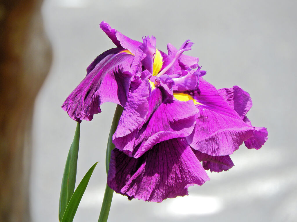 花菖蒲　１
