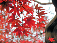 年末の大掃除　撮り溜め紅葉放出　３