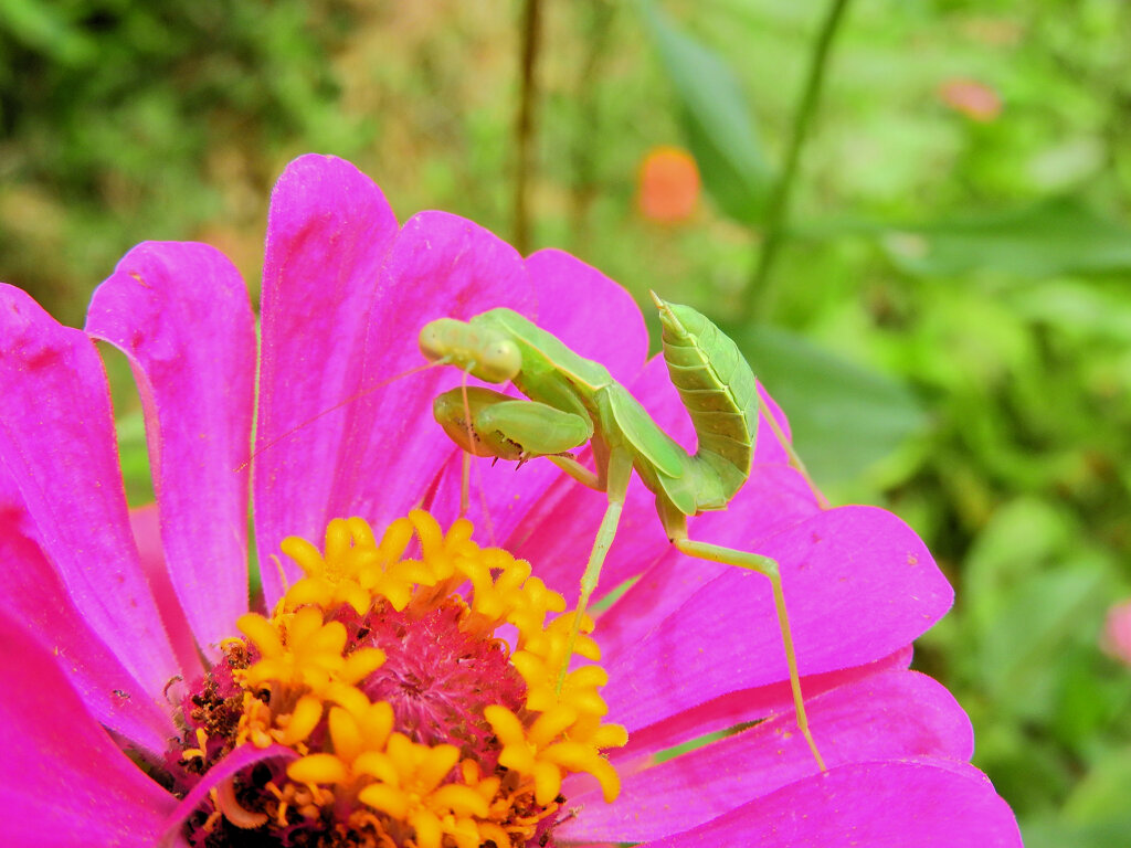 ジニアの花で獲物を待つ　蟷螂　５