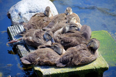 3月9日生まれのｶﾙｶﾞﾓの雛ちゃん12羽～8羽へ無事　２