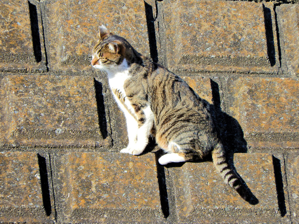 2023初猫にゃん(=^☻ω☻^=)　2/6