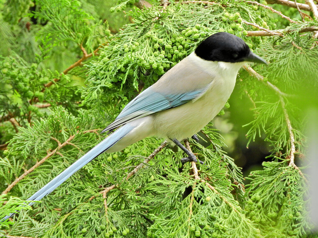 オナガさん檜の実を食べる　８