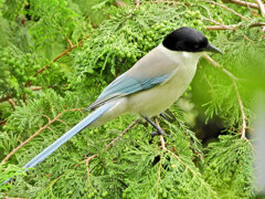 オナガさん檜の実を食べる　８