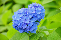 私の♡を探して・・・紫陽花編　４