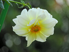 八重咲き皇帝ダリア白花　２