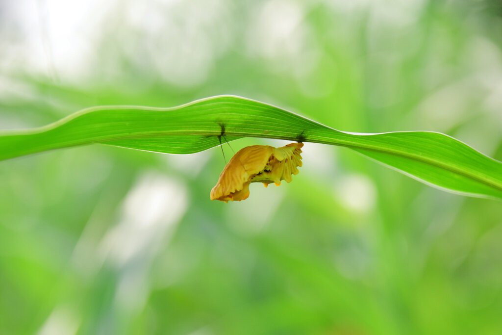 どんな昆虫が旅立ったのだろうか？　１