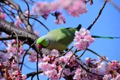 大寒桜を荒らすワカケホンセイインコ　６