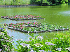 川崎市　等々力緑地公園・・釣り堀池　ハナイカダ　４