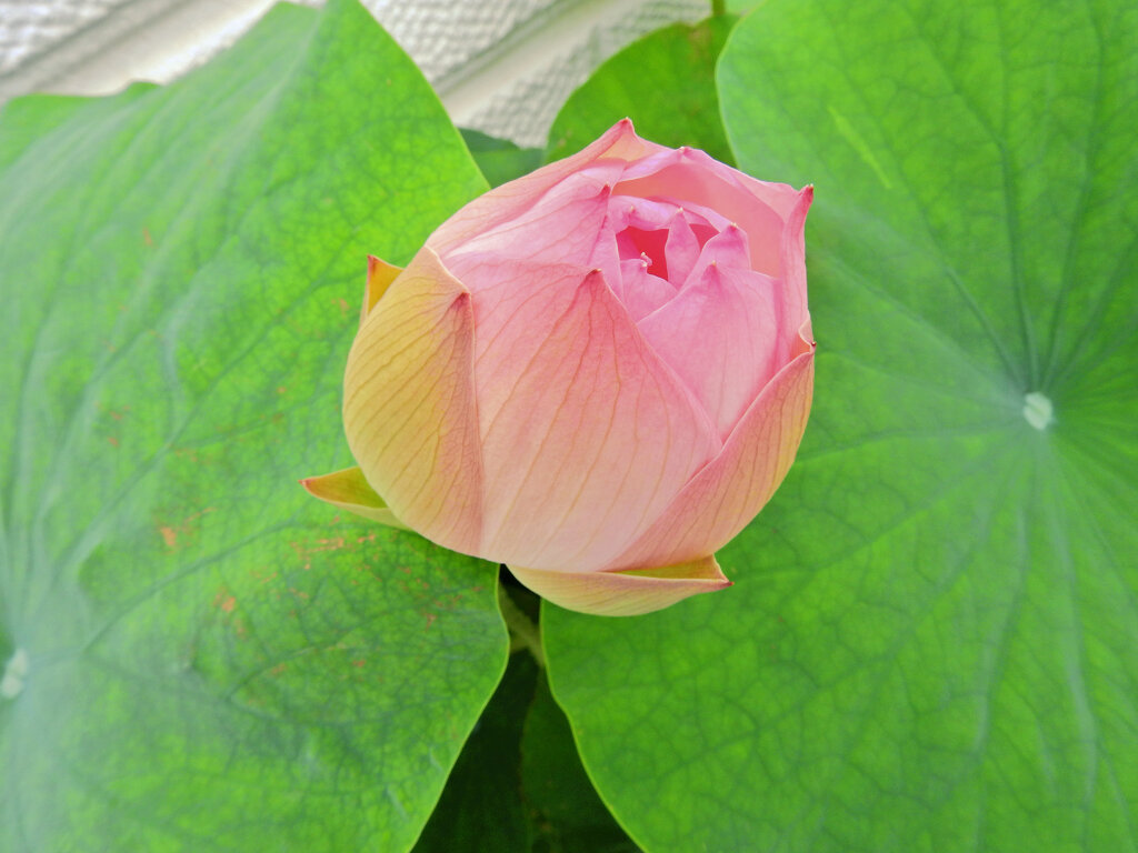 溝ノ口　大蓮寺　蓮の花　２
