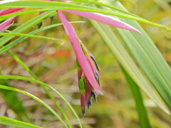 ヨウラク（瓔珞）ツツアナナス　７