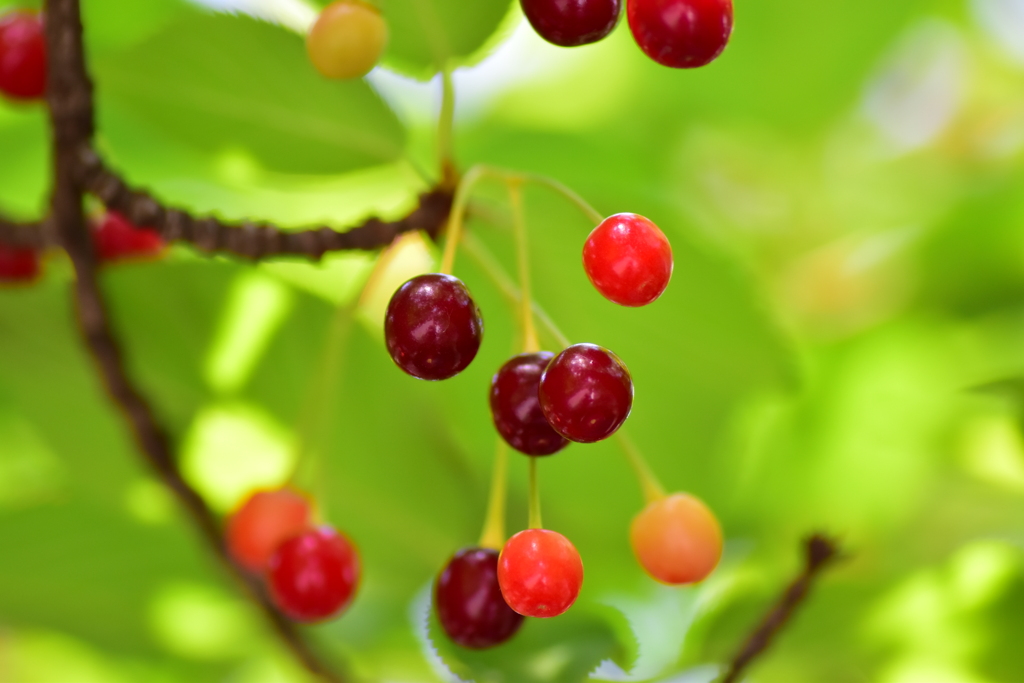 河津桜の実　３