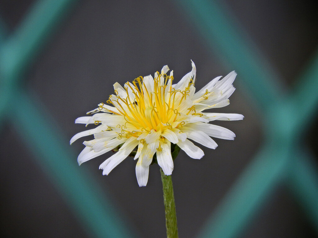 しろばな‐たんぽぽ【白花蒲公英】８