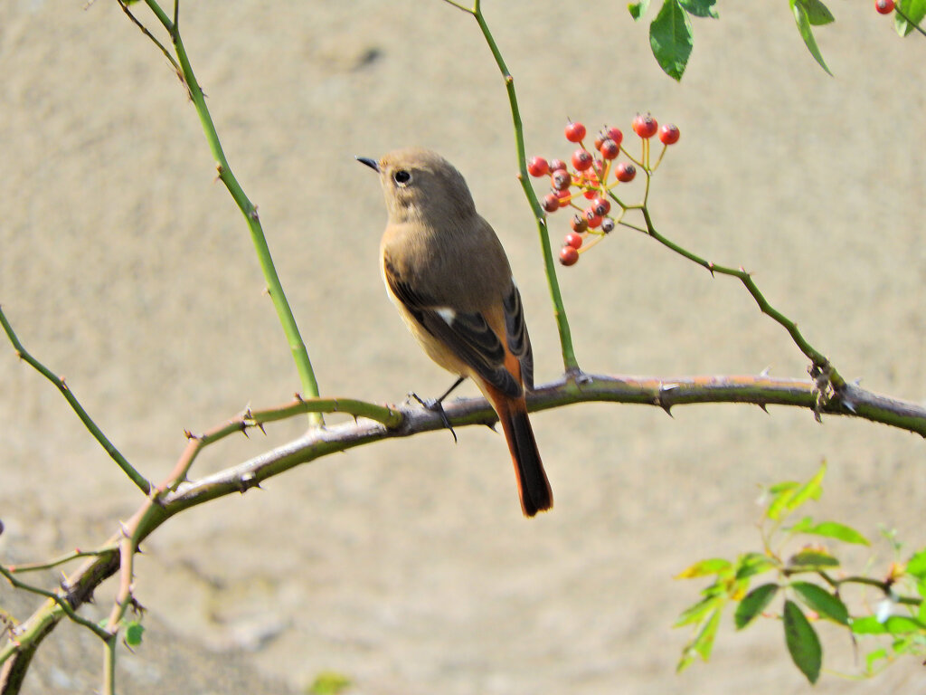 ジョビ子さんに出合いました(=^～^)oうれちっ♪　７