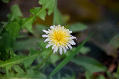 しろばな‐たんぽぽ【白花蒲公英】２