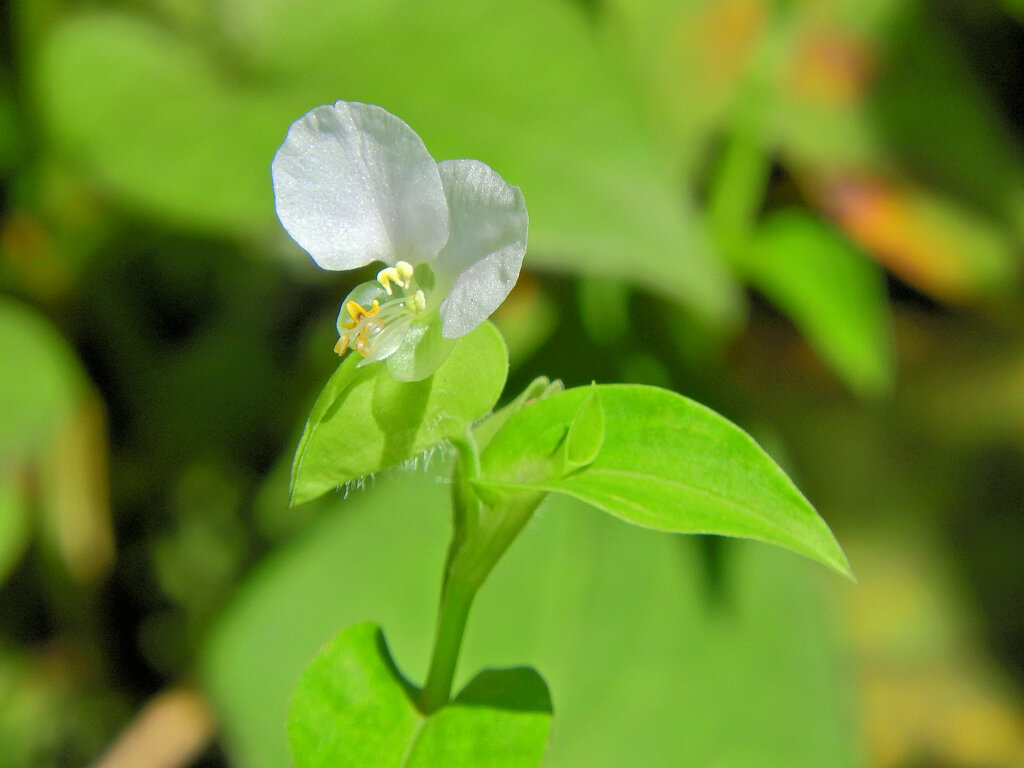 シロバナツユクサ  しろばなつゆくさ（白花露草） ツユクサ科　４