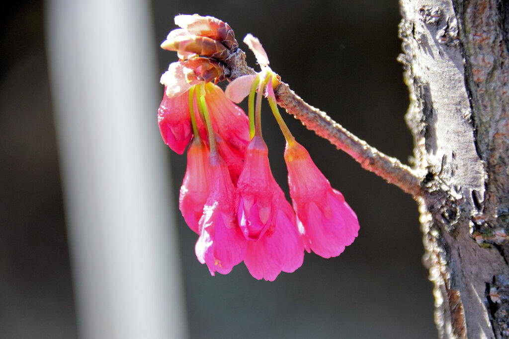 植物　寒緋桜 　（かんひざくら）  緋寒桜　（ひかんざくら）１０