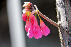 植物　寒緋桜 　（かんひざくら）  緋寒桜　（ひかんざくら）１０