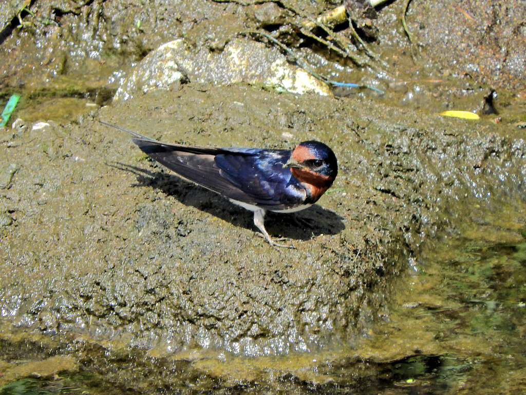 燕さんがお家の建築資材を調達中！　５
