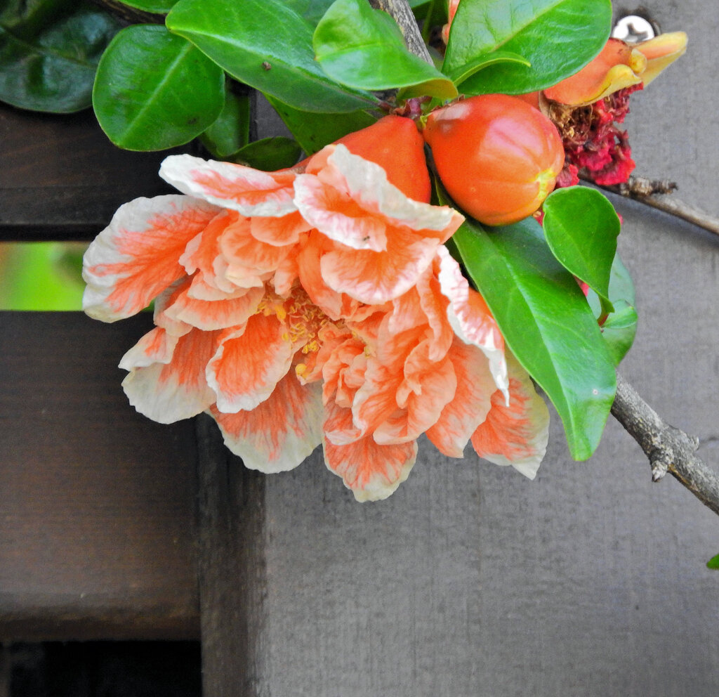 八重咲き石榴の花　５