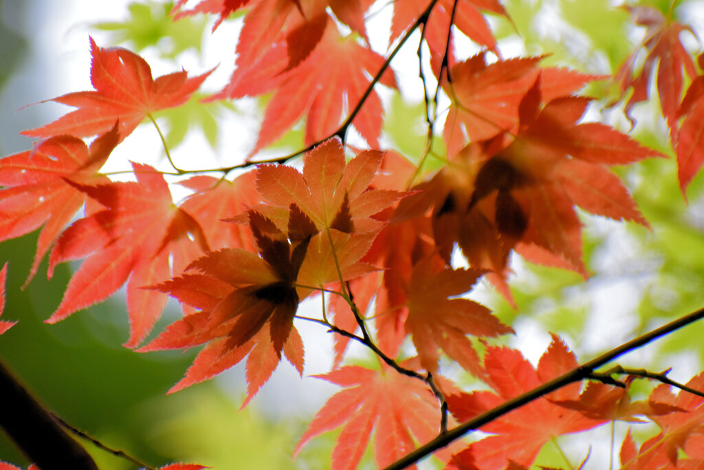 春紅葉　美しい　１６