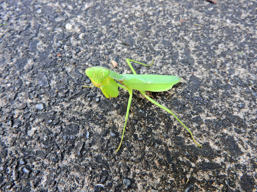 蟷螂に道を塞がれて喧嘩した・・（笑）　２