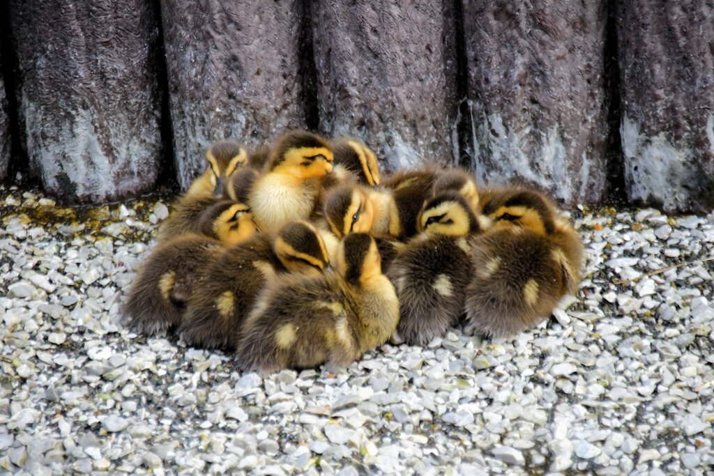 3月9日生まれのｶﾙｶﾞﾓの雛ちゃん12羽・雛ダンゴ８