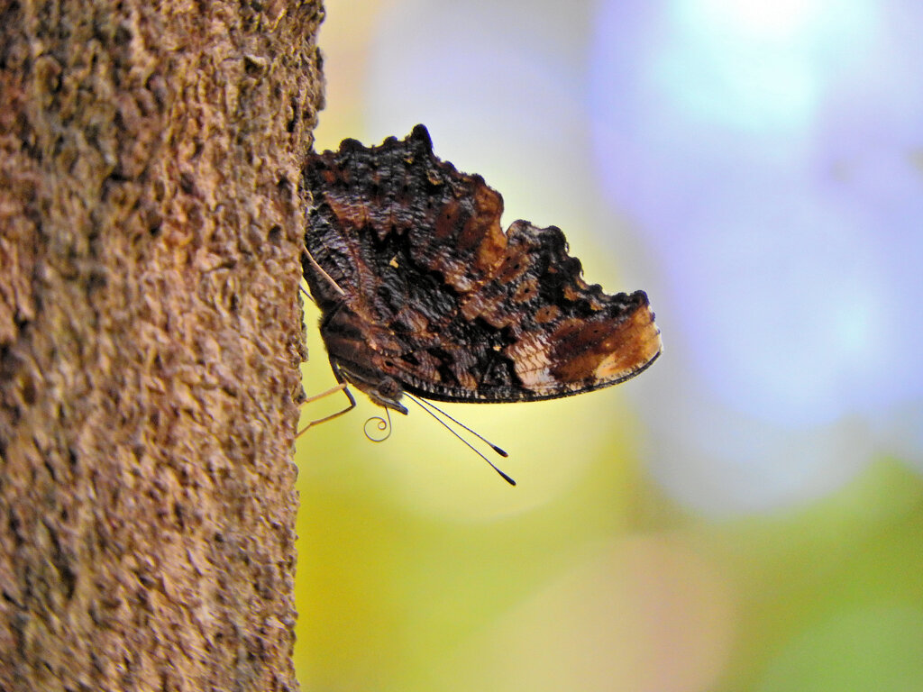 ルリタテハ　２