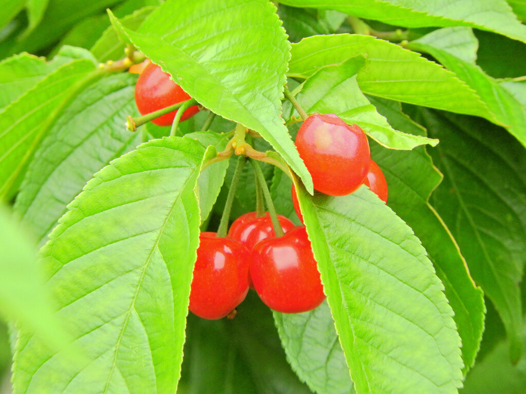 暖地桜桃（だんちおうとう）２