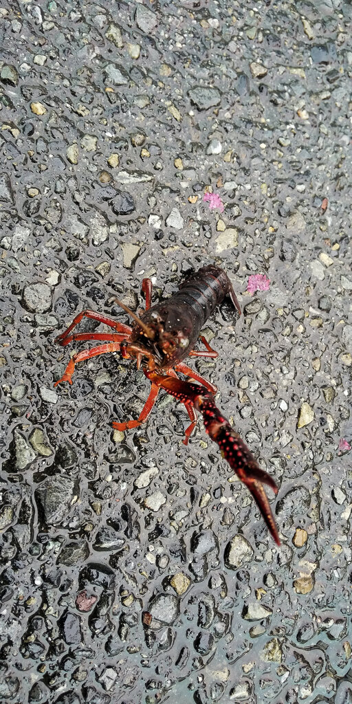 雨降りの道路でアメリカザリガニ　３